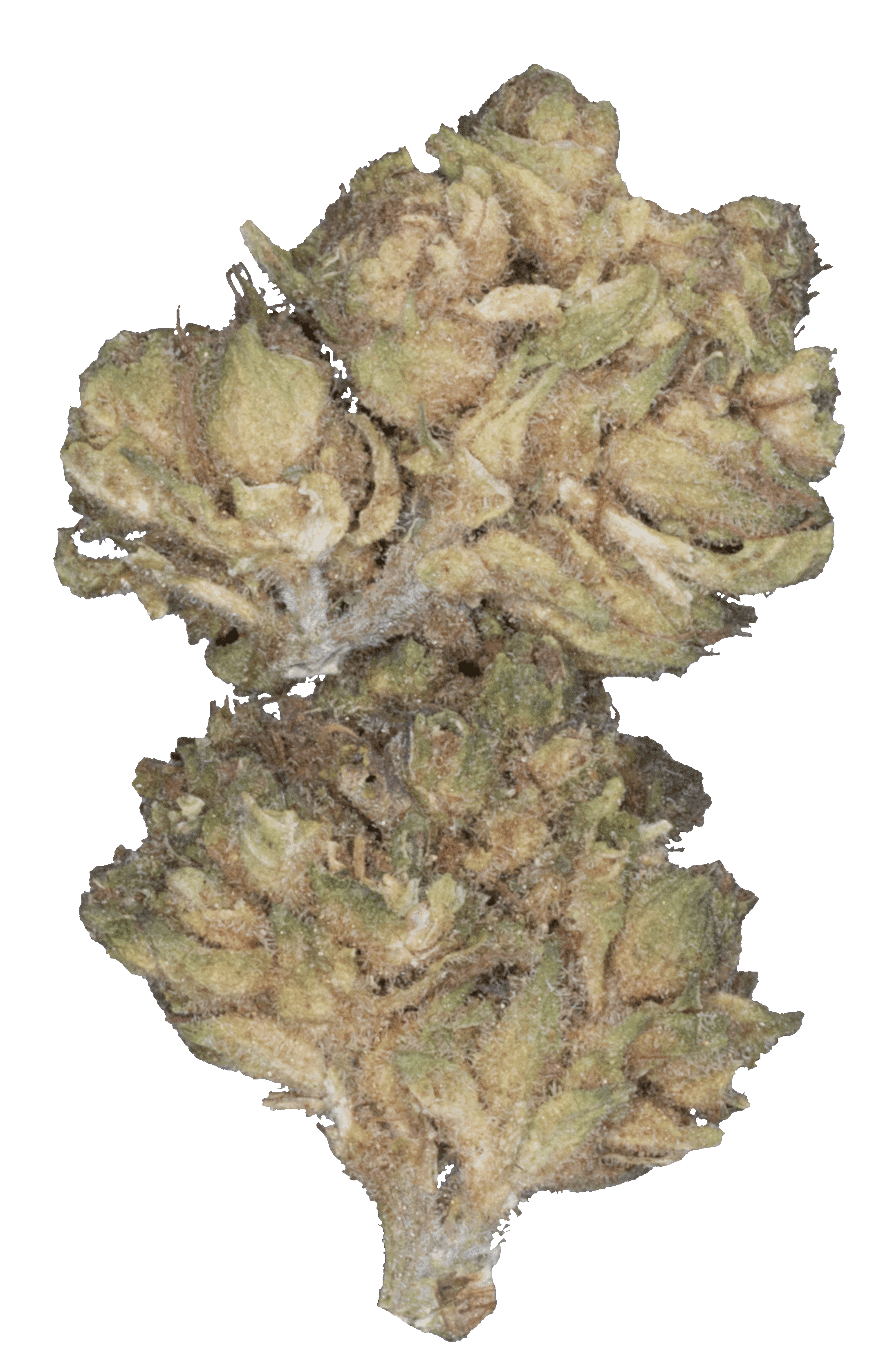 Gorilla Zkittles