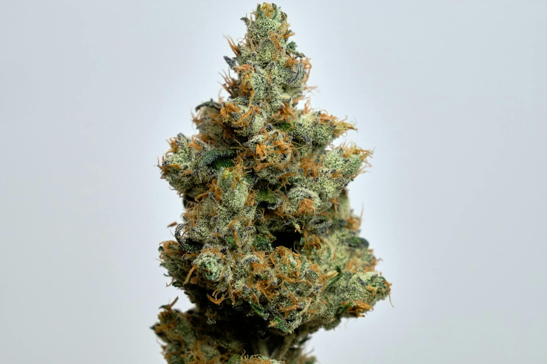 Apple Fritter Flower