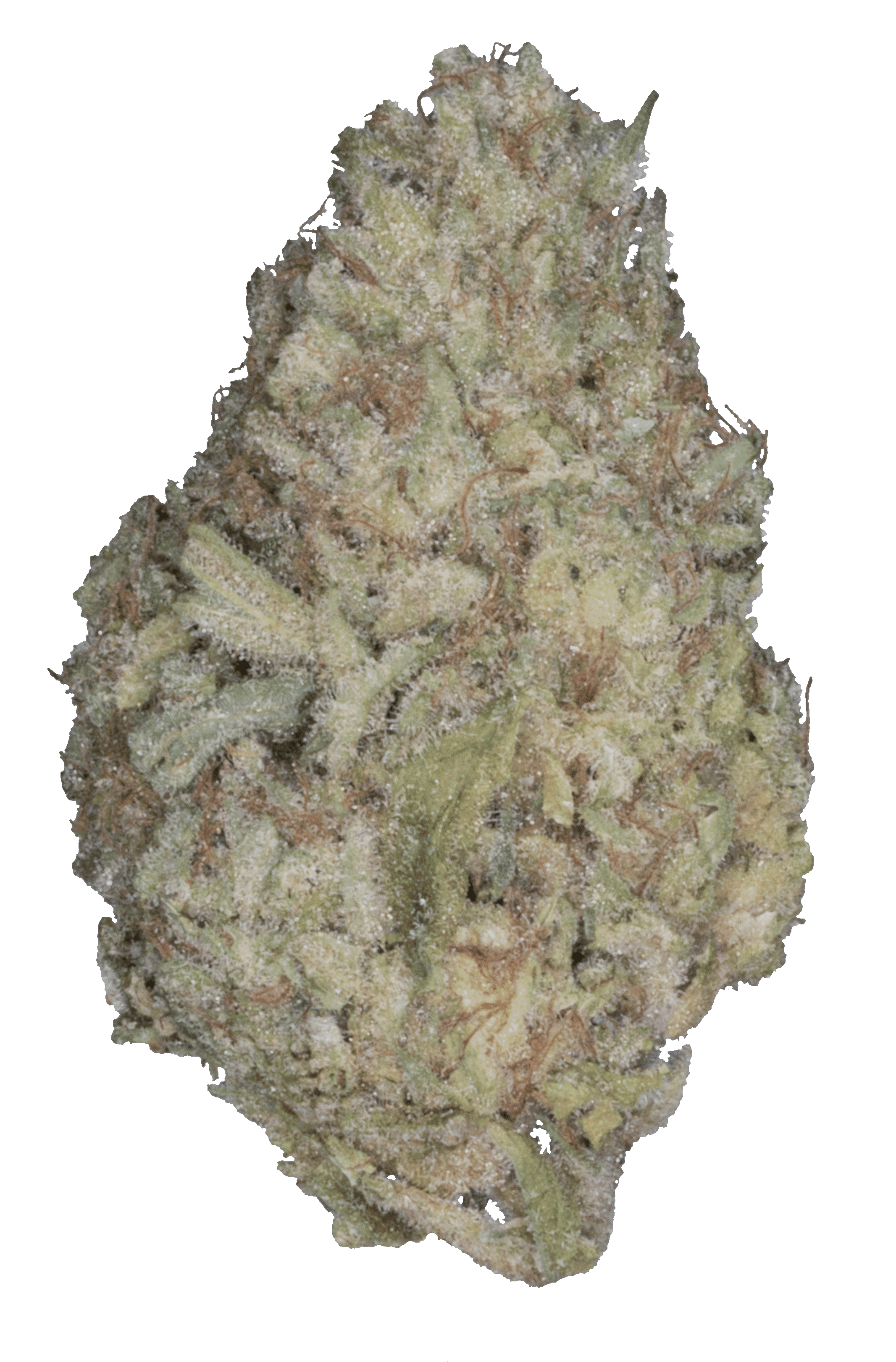 Kush Mintz