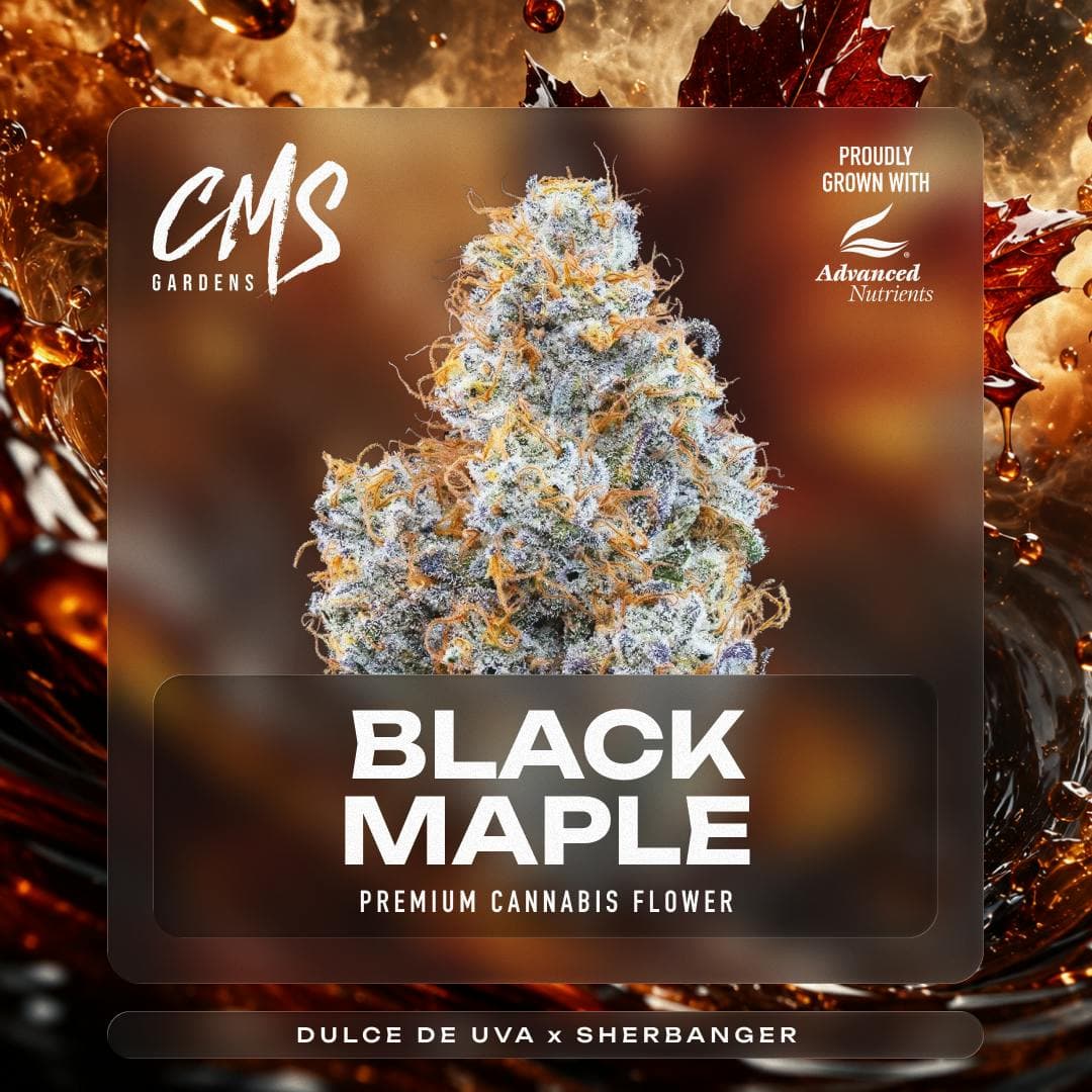 Black Maple