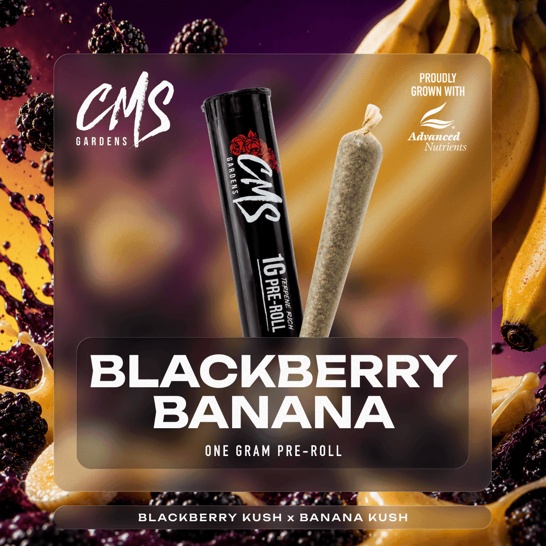 Blackberry Banana Pre-roll