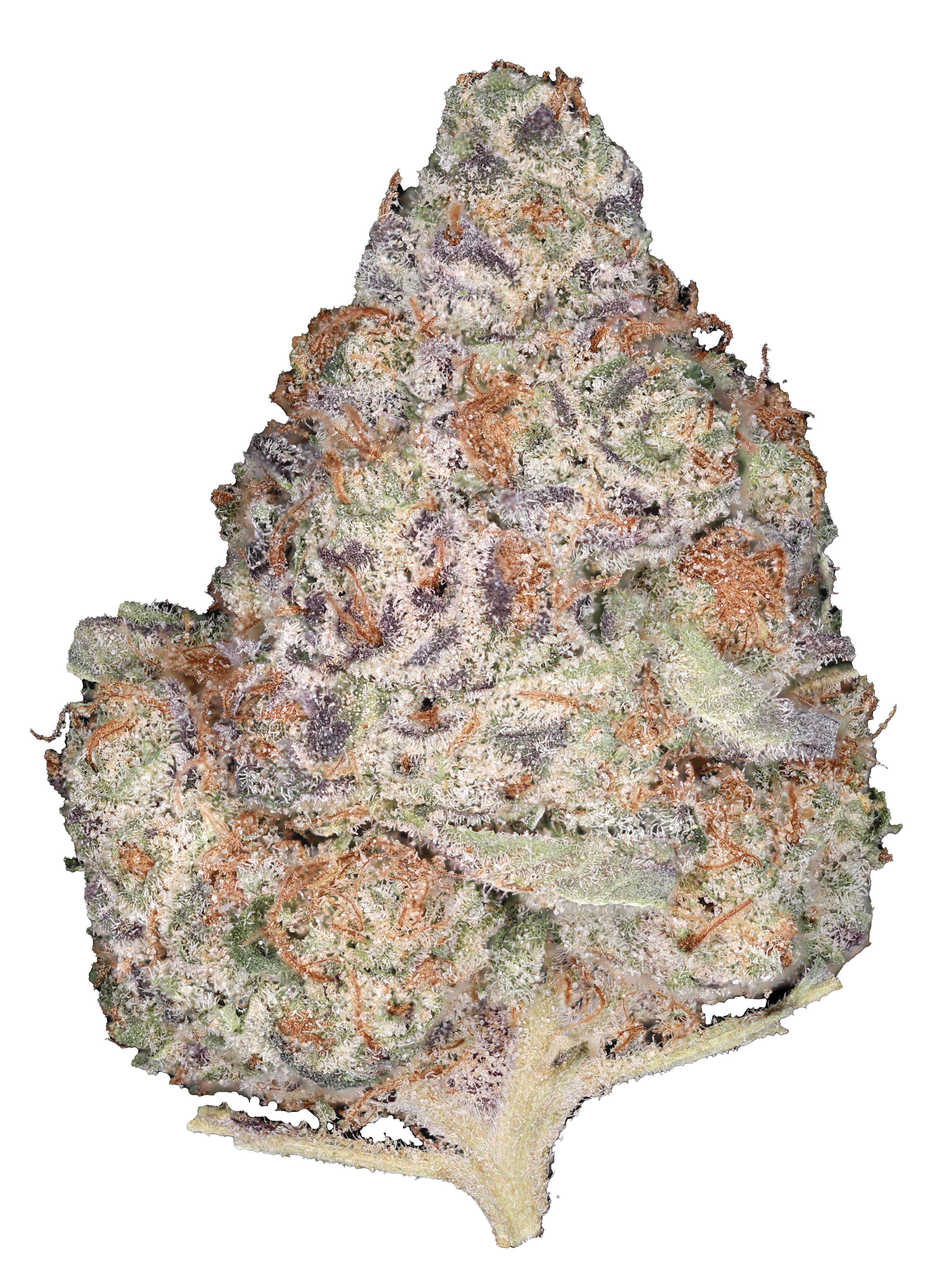 Apple Fritter Bud Bar
