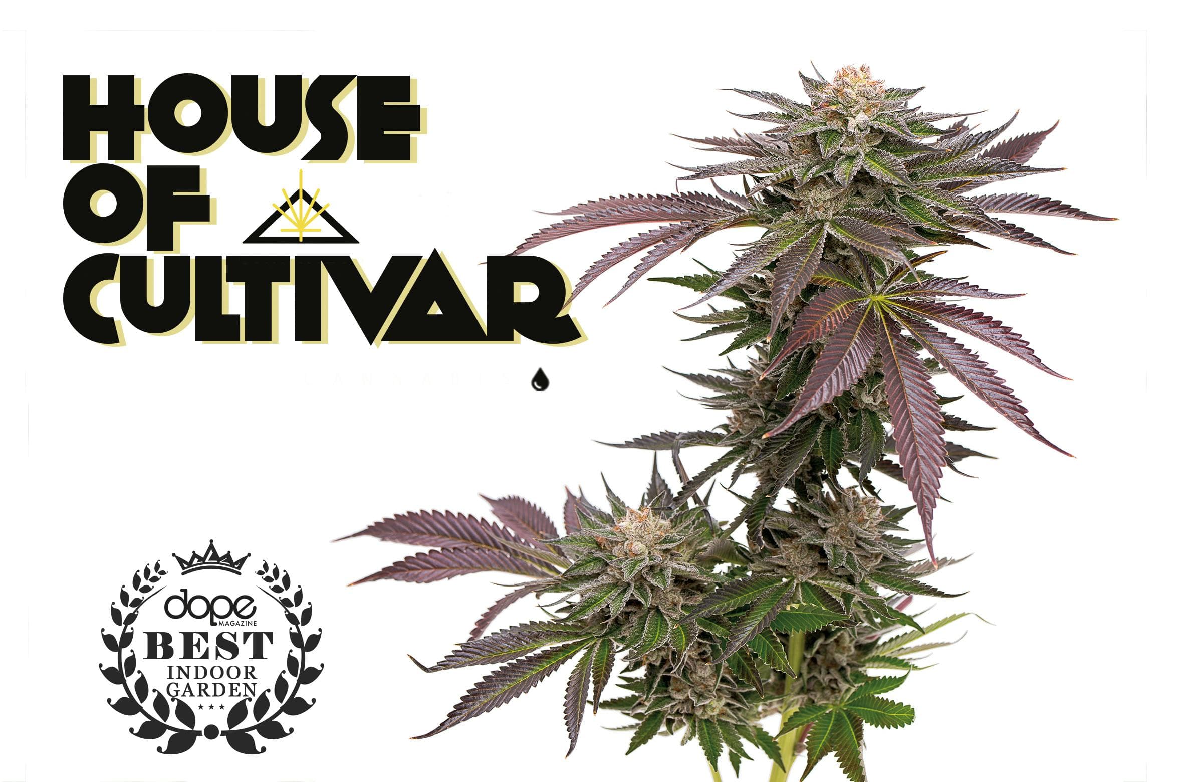 House of Cultivar- Sunset Runtz
