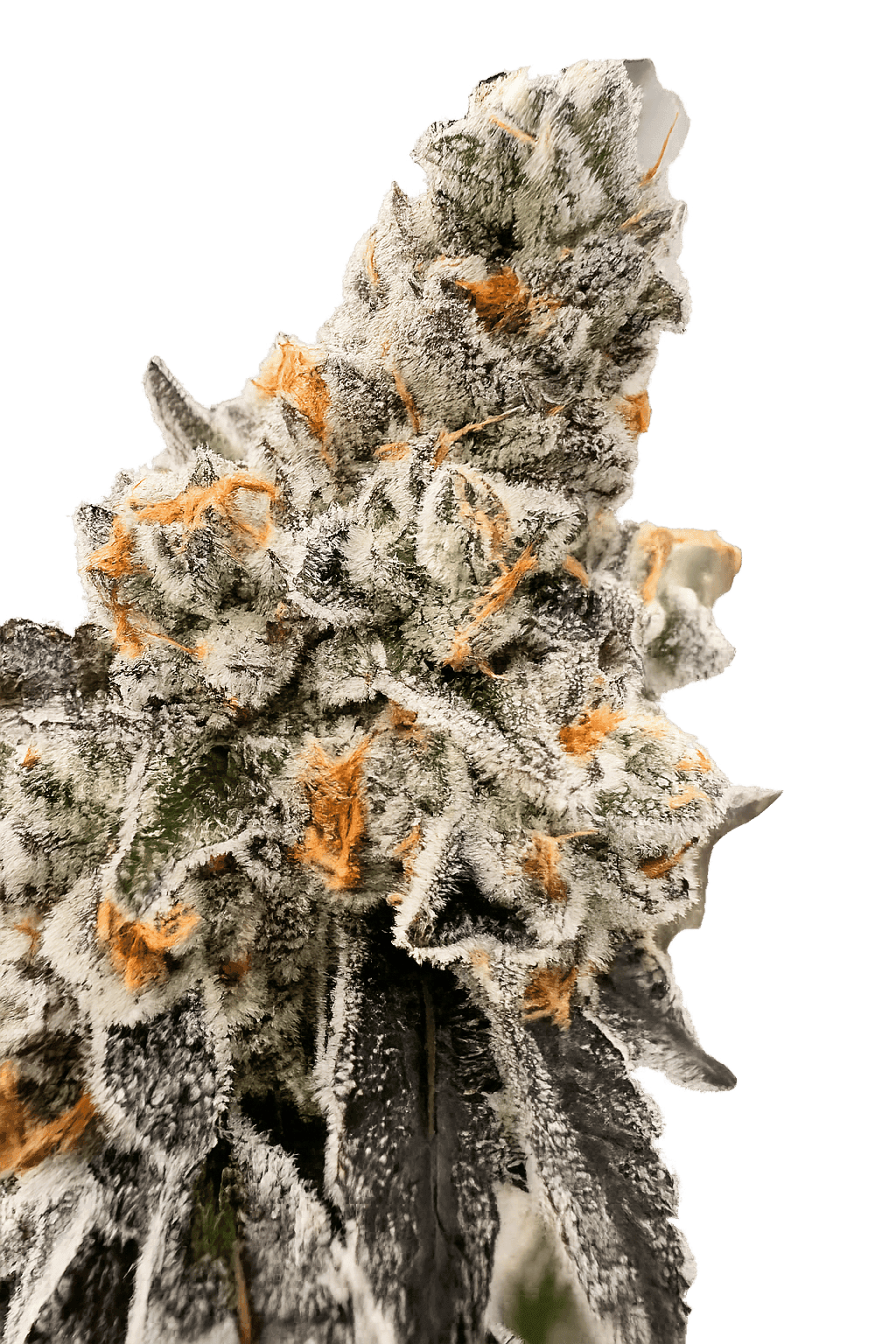 Moonshine Ghost