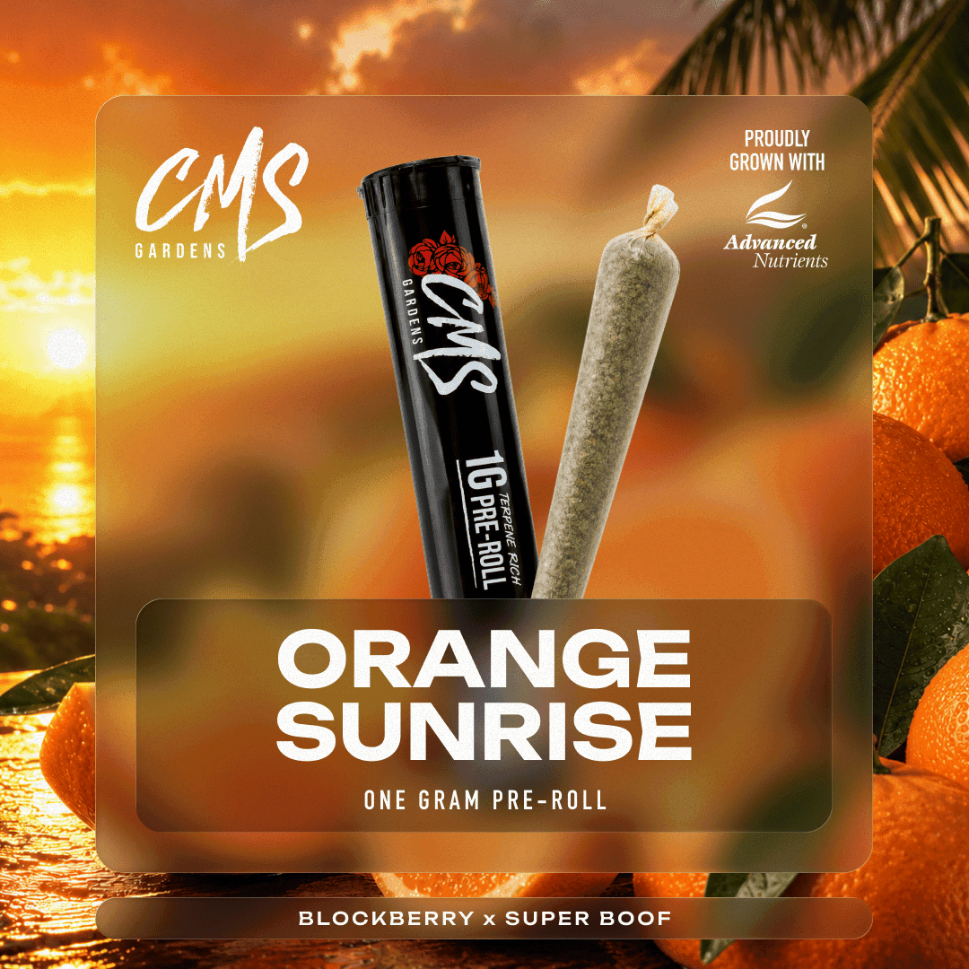 Orange Sunrise
