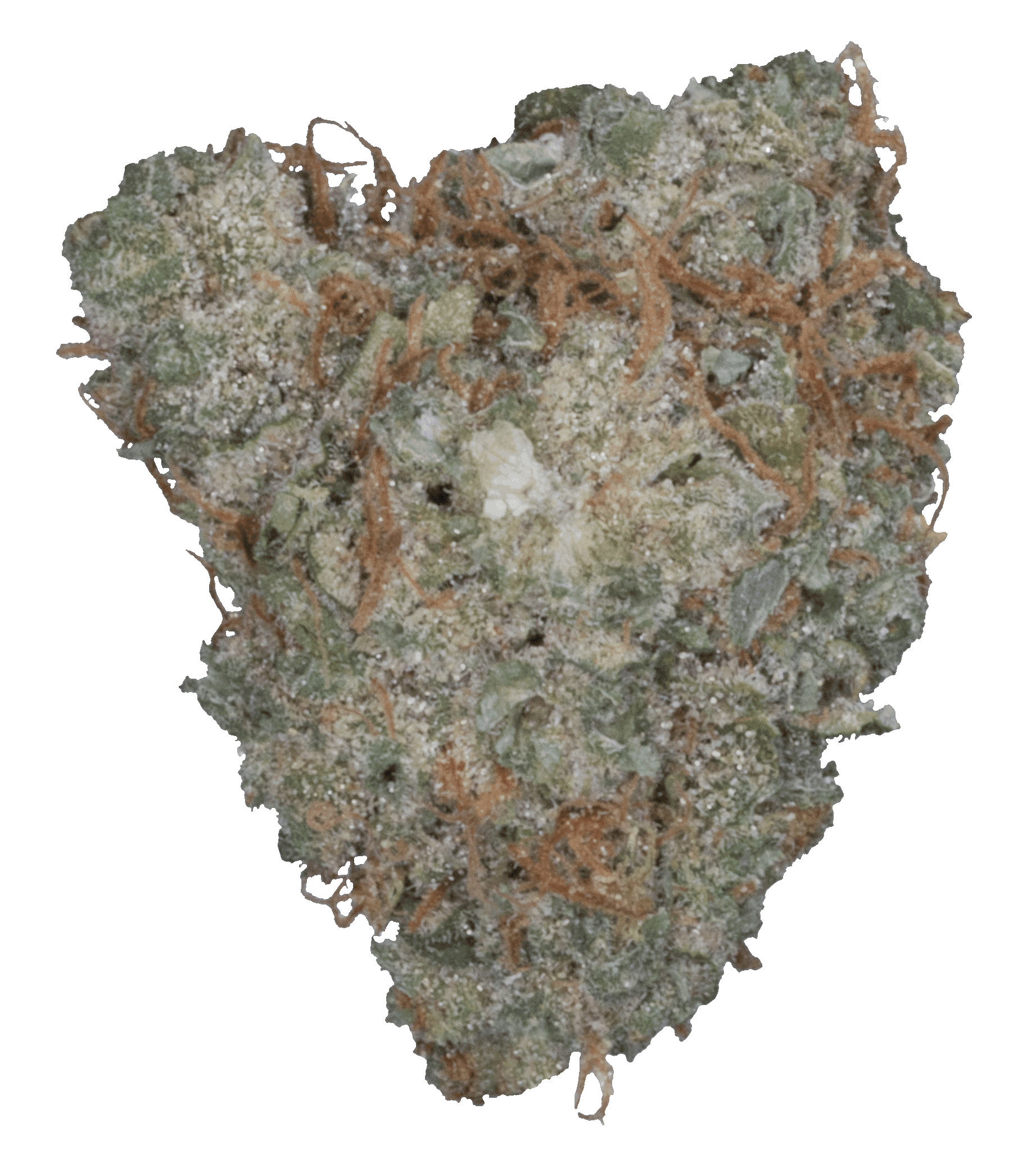 White Widow