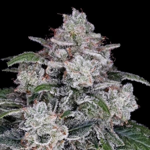 Purple People Eater