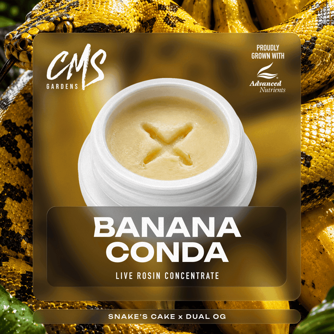 Bananaconda Live Rosin