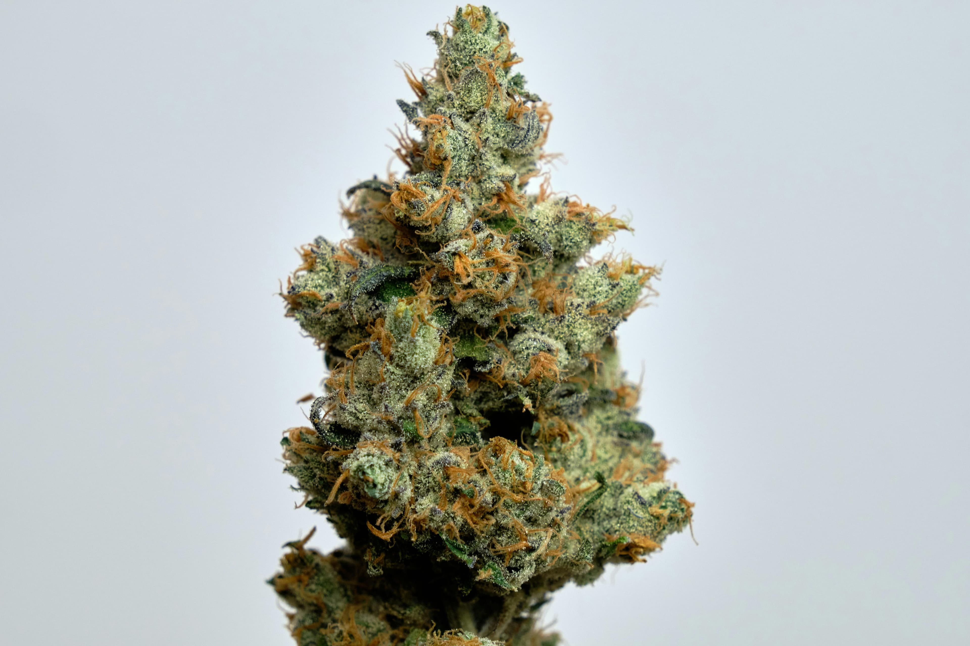 Apple Fritter