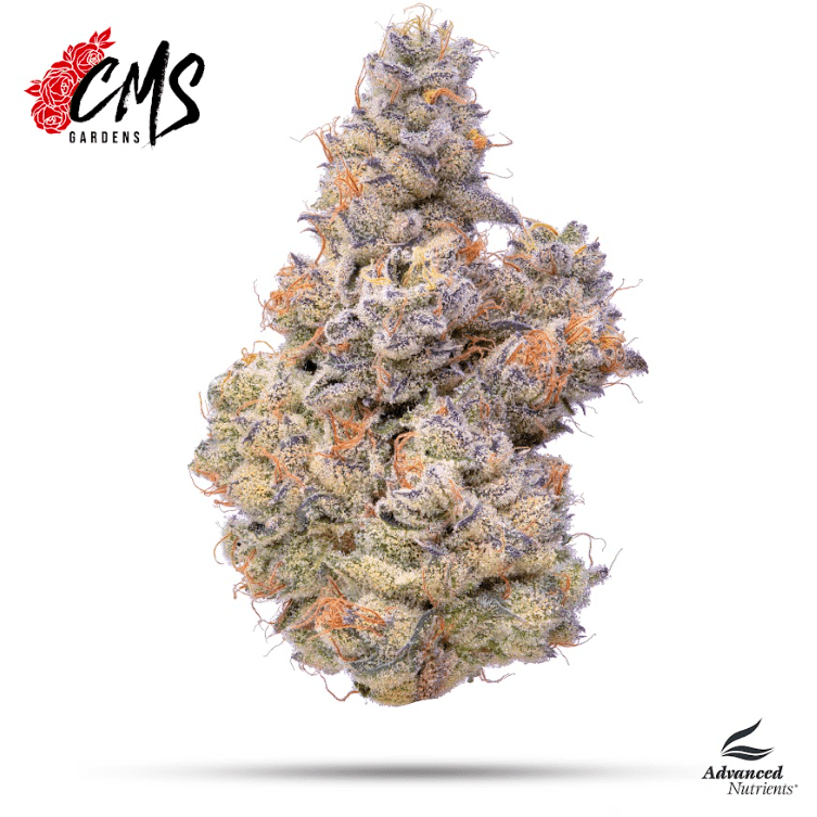 Blueberry Breath - Flower