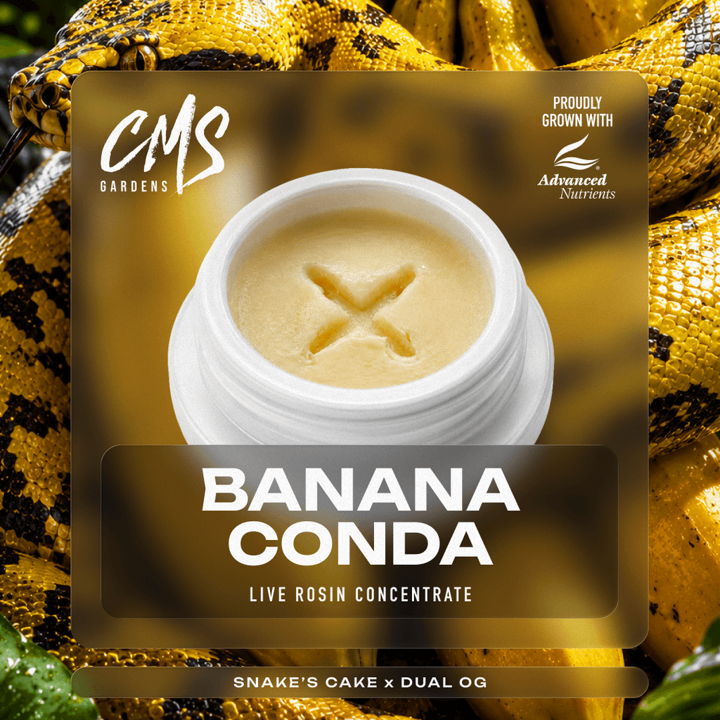 BananaConda