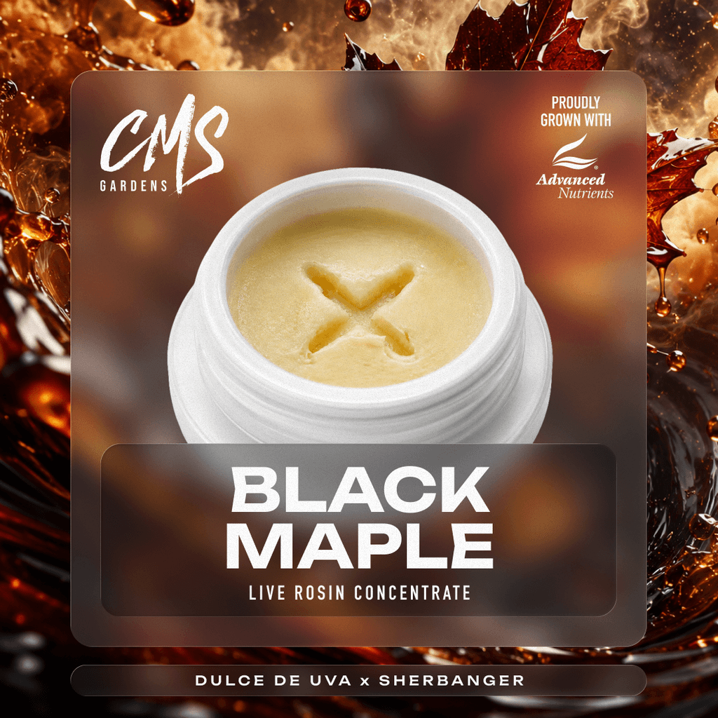 Black Maple