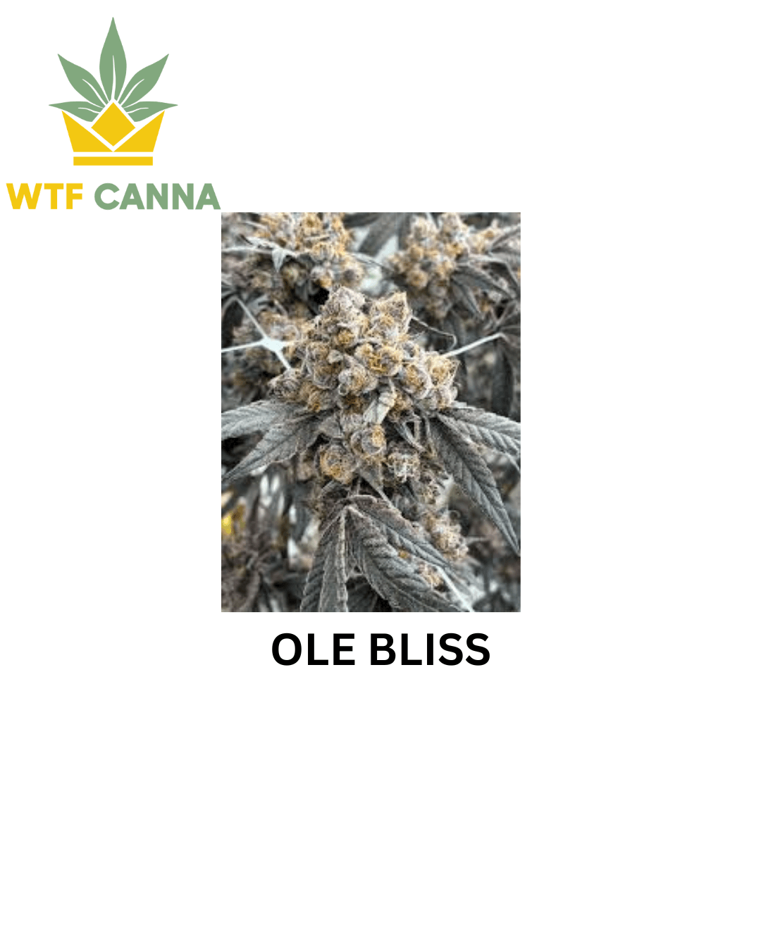 Ole Bliss