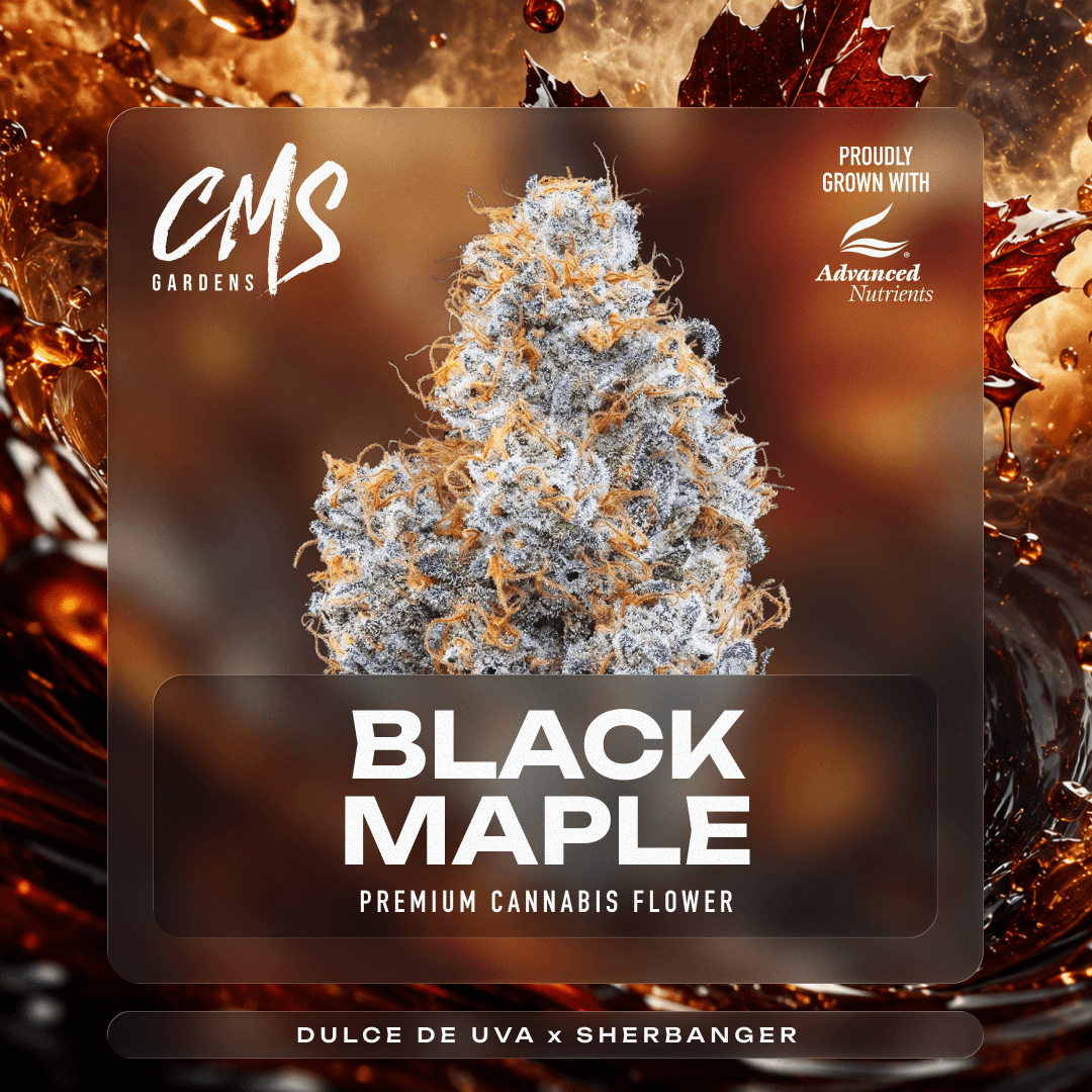 Black Maple