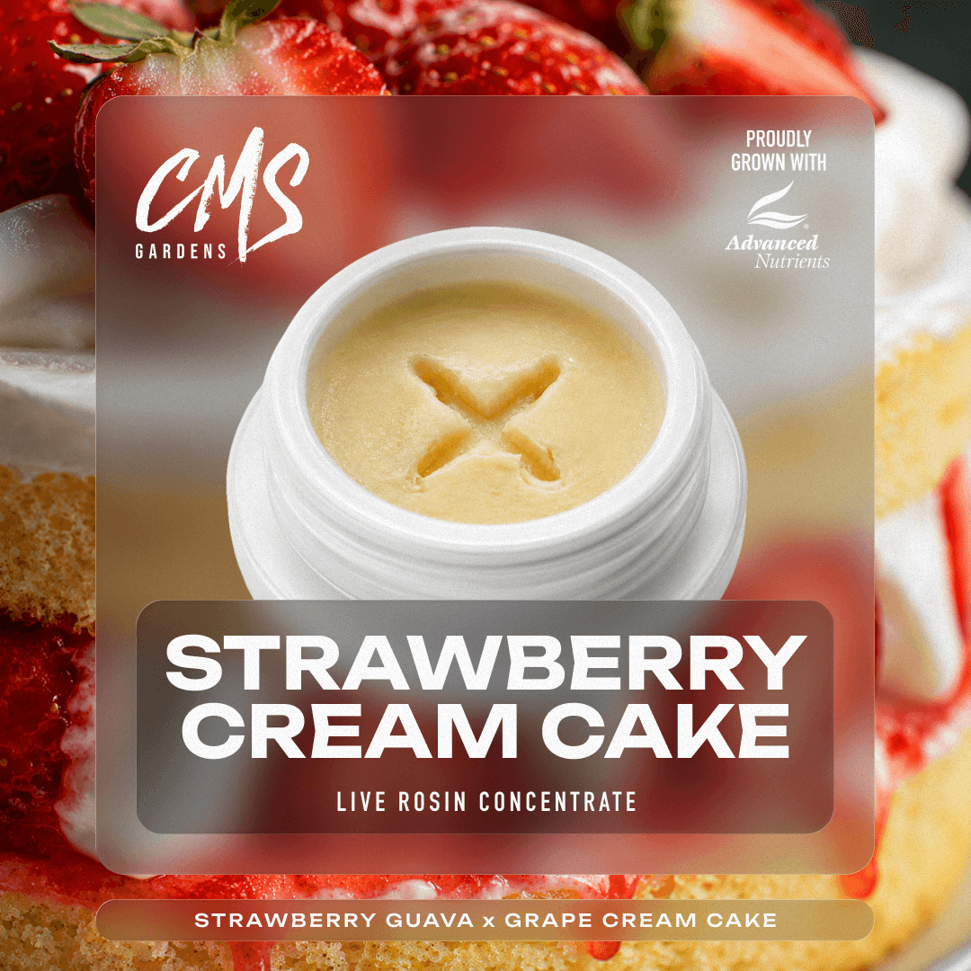 Strawberry Cream Cake Live Rosin