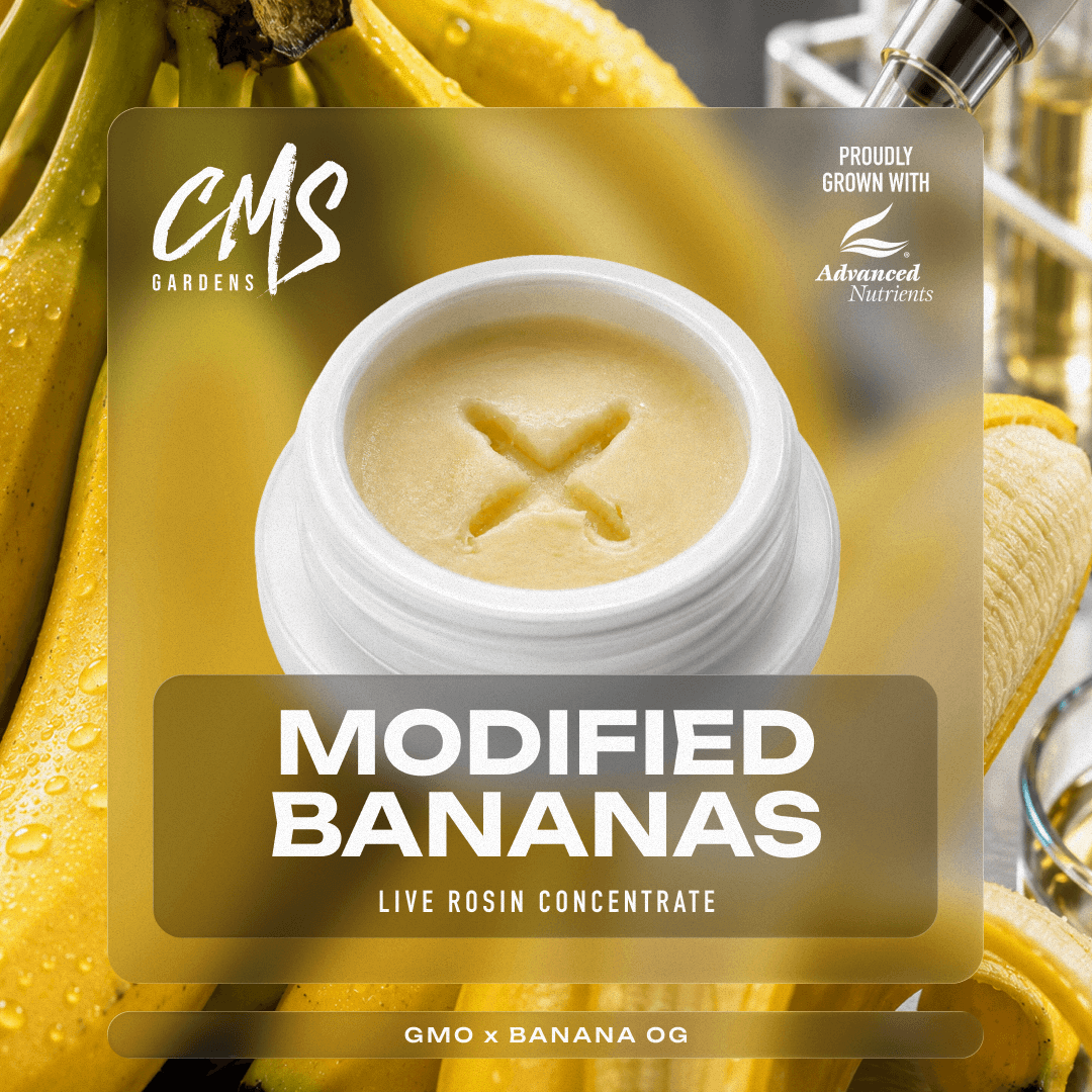 Modified Bananas - 3.5g Live Rosin