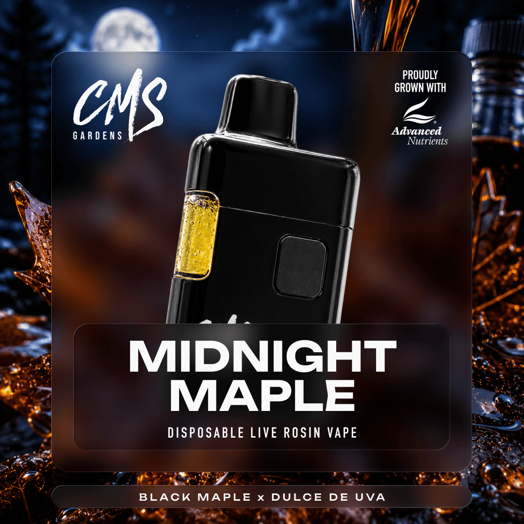 Midnight Maple Live Rosin Disposable