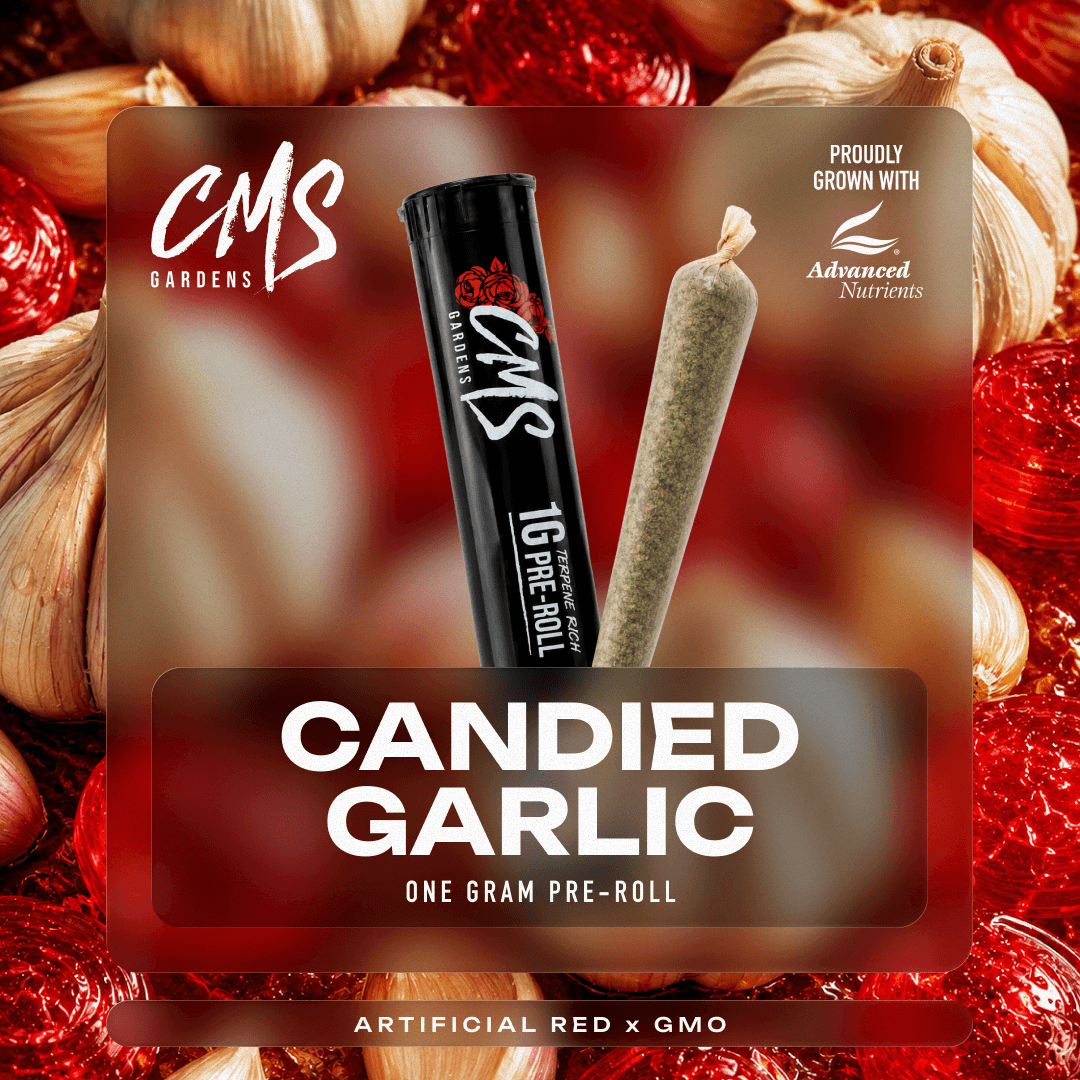 Candied Garlic - 1g Pre-Roll