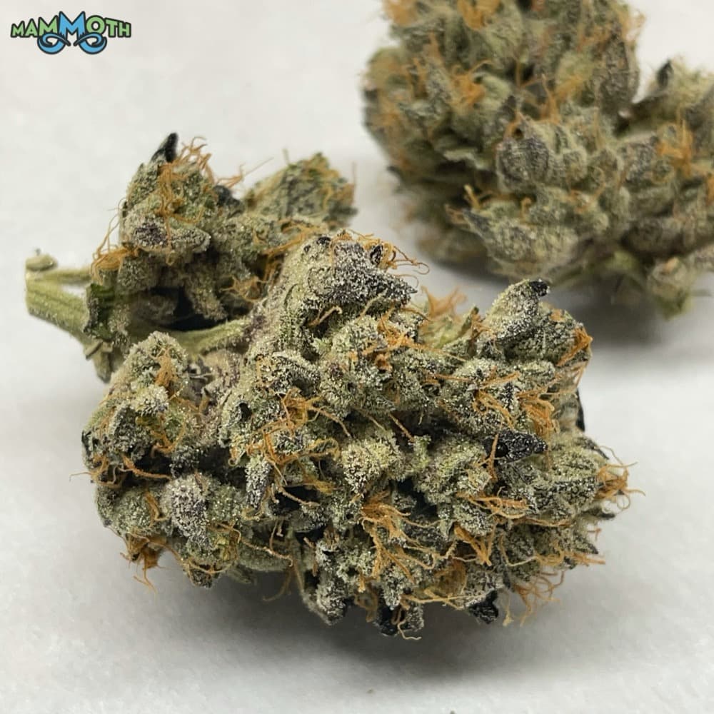 Animal Gas