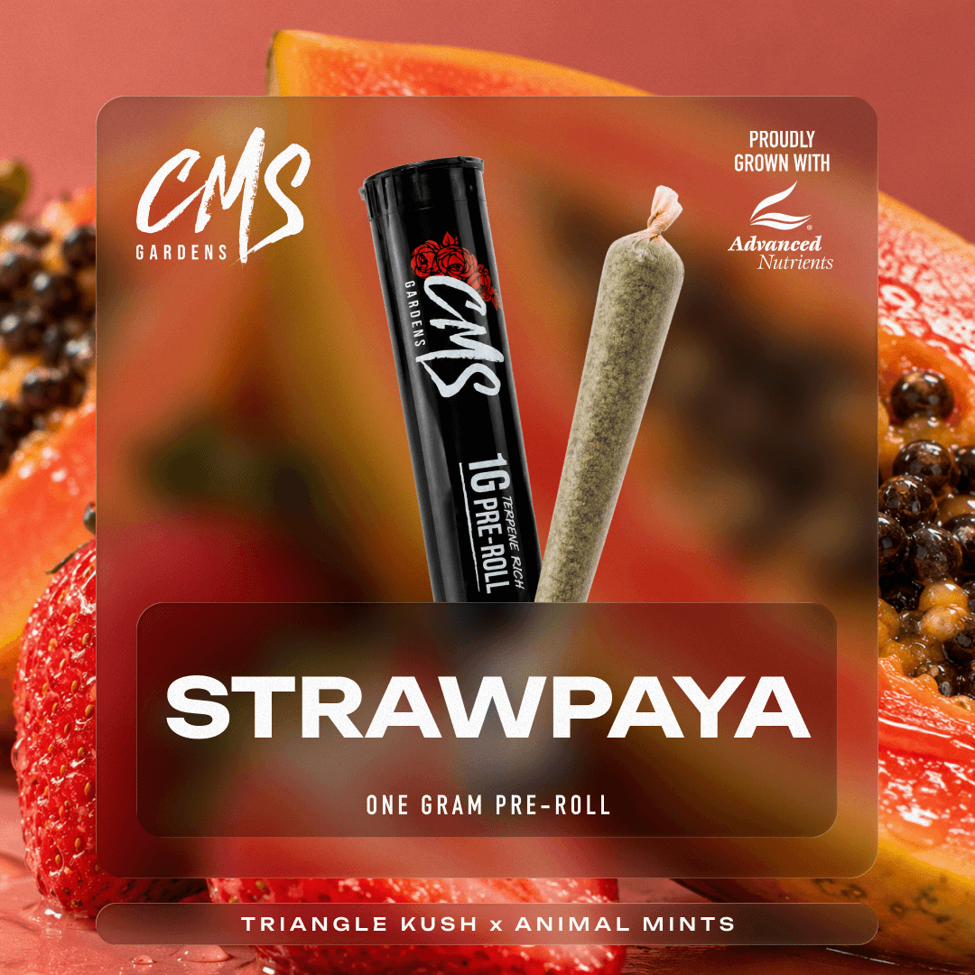 Strawpaya - 1g Pre-Roll