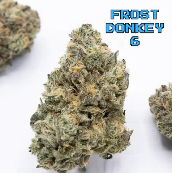 Frost Donkey