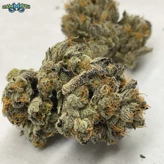 Animal Gas
