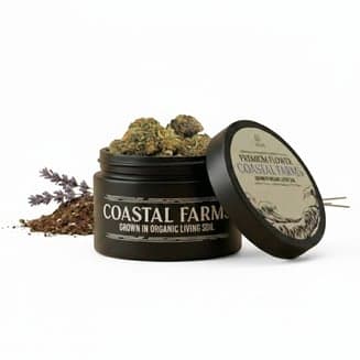 Purple Diesel -