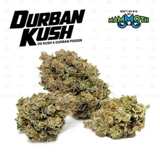 Durban Kush