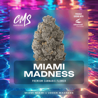 Miami Madness
